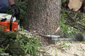  Dano, CO Tree Services Pros