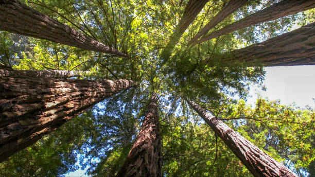 Best Tree Preservation Services  in Dano, CO