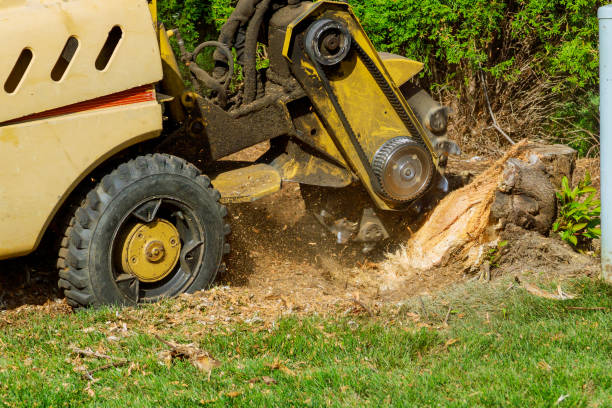 Reliable Dacono, CO Tree Services Solutions