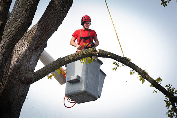 How Our Tree Care Process Works  in  Dacono, CO